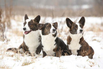 A group of welsh corgi cardigan in winter