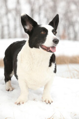 Nice welsh corgi cardigan in the snow
