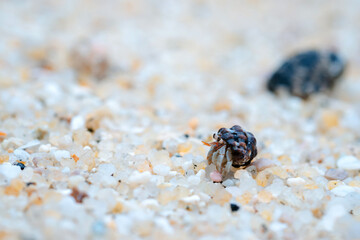 Land hermit crabs are intermediate between crabs and crustaceans as invertebrates.