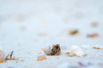Hermit crab on the beach of Thailand.