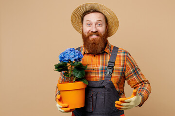 Happy cheerful young bearded man wears straw hat overalls work in garden hold blue hydrangea flower...