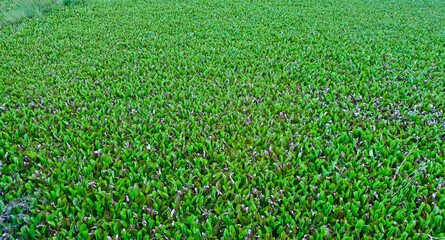 The Water Hyacinth in a Calm Pond