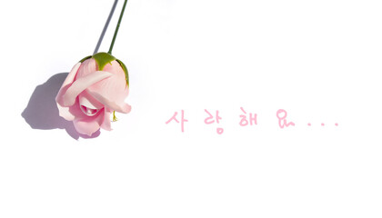 pink soap rose and "I love you" with handwriting, hangul calligraphy .