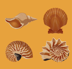 Obraz premium Set Collection Shell Wiht Orange Background