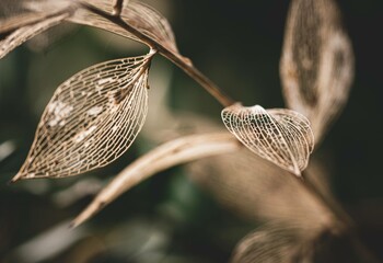 feuilles mortes encore accrochées aux tiges