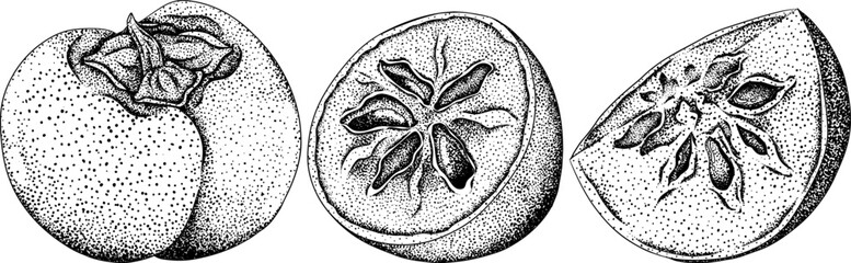 Hand drawn persimmon, date plum fruits. Black and white botanical, vector illustration in sketch, engraving style