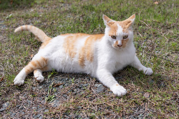 くつろぐ猫　茶白猫