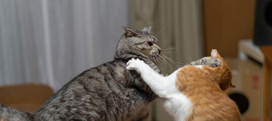 ケンカする二匹の猫