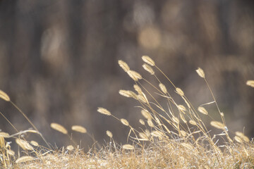 dry grass in the morning light
