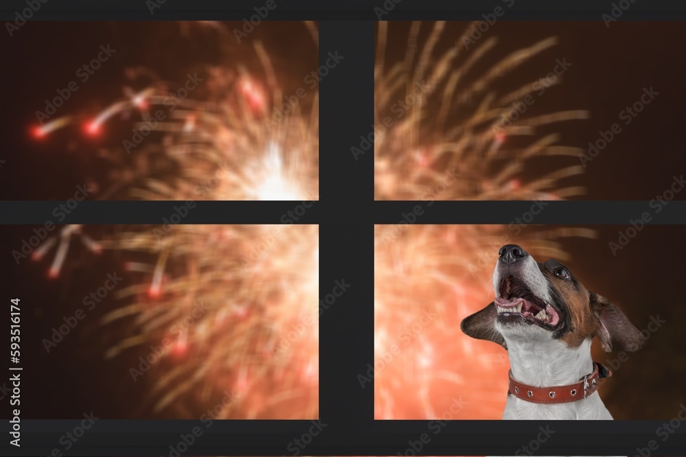 Wall mural domestic dog looks watching the fireworks in window