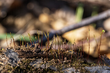 Close up of moss growing on a tree stump in the forest