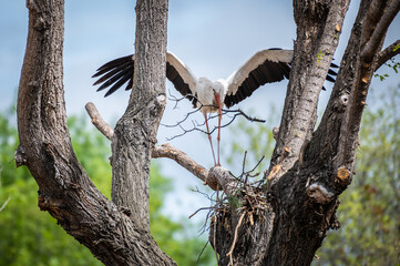 A white stork (Ciconia ciconia) landing on a tree carrying a branch for making its nest during a spring day.