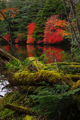 サラサドウダンツツジの紅葉を映す苔に覆われた白駒池