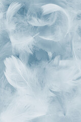 Colorful feather background, top view.