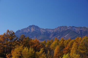 紅葉したカラマツ林越しに望む赤岳と横岳