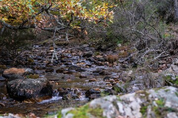 Obraz premium River flowing over the rocks through the forest of Hayedo de Montejo in Madrid