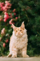 Curious Playful Funny Cute Maine Coon Cat With Bright Light-red Cream Solid Fur Color Waiting For Treat On Walkway. Pets On Walk. Amazing Pets Pet Coon Cat, Maine Cat, Maine Shag. Flower Background.