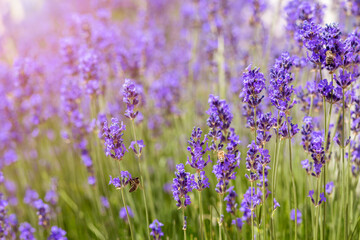Fototapeta premium Lavender Background with Bee on Sunlight. Purple Lavender Flowers in Garden. Summer Garden. Lavender Landscape Design.