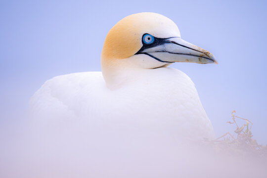 Northern gannet on blurred background