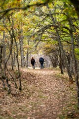 Vertical shot of a couple walking in the park full of autumn trees with yellow leaves