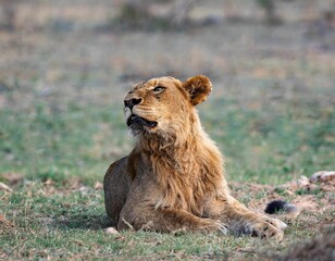 Fototapeta na wymiar Beautiful young male African lion (Panthera Leo) resting in the field in Kruger national park