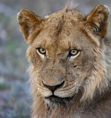 Closeup shot of a young male African lion (Panthera Leo) in Kruger national park
