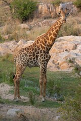 Vertical shot of a South African giraffe (Giraffa) in Kruger national park during the daytime