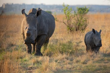 Mother rhino walking in the field with her baby in Rietvlei Nature Reserve, South Africa