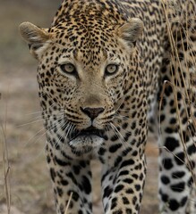 Closeup shot of the beautiful male leopard (Panthera pardus) in Kruger National Park