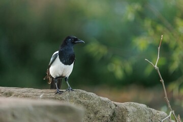Closeup of a Eurasian magpie, Pica pica.