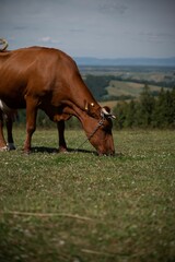 Fototapeta na wymiar Healthy, brown cow grazing in the green field, vertical