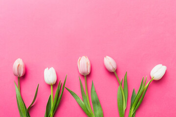 Fototapeta premium Pink and white tulips on a colored holiday frame Background. Floral spring background for March 8, birthday, mother's day. copy space top view flat lay