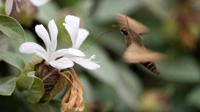 a hawk moth feeding on a grey barleria flower