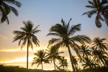 Obraz premium Palm plantation