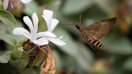 a hawk moth feeding on a grey barleria flower