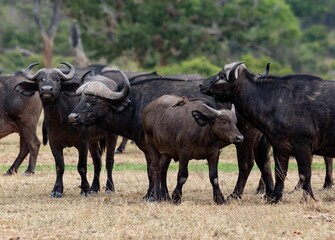 Herd of buffaloes with the baby in the field in Kruger national park open the blurred background
