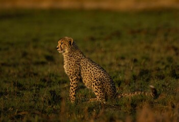 Beautiful cheetah (Acinonyx jubatus) resting in the field in Rietvlei Nature Reserve, South Africa