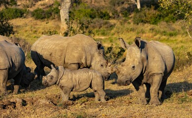 Fototapeta premium Group of rhinos and the small baby resting in the field in Kruger National Park on a sunny day