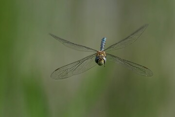 Migrant Hawker Dragonfly in blurred background