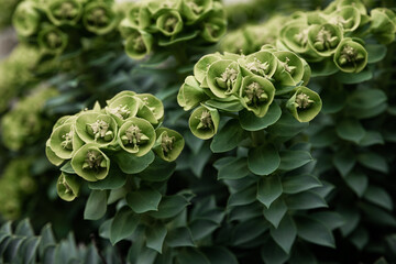 Rosetta stonecrop, or Sedum rosetta. Close-up photo of its small green leaves.