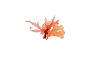 Rhodymenia pseudopalmata red seaweed isolated transparent png. Leafy red algae. © photohampster