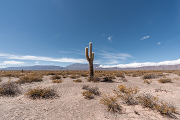 Large lonely cactus in an arid landscape in Cachi, Argentina