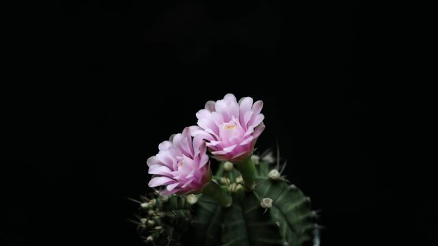 Pink cactus flowers blooming time-slaps with black background