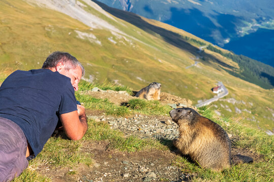 Man looking at Alpine Marmot on sunny day, Carinthia, Austria