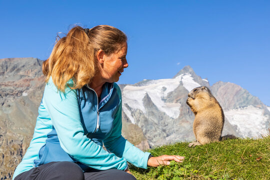 Woman looking at Alpine Marmot eating on sunny day, Carinthia, Austria