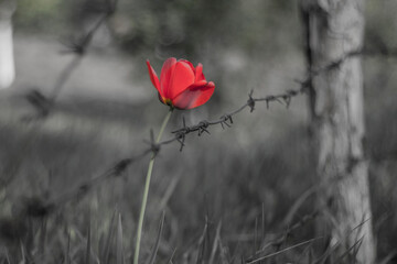 Red tulip behind barbed wire