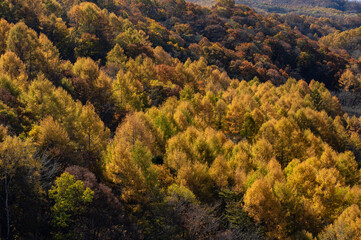 午後の日差しに映える黄葉したカラマツ林