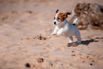 Cute jack russel terrier puppy