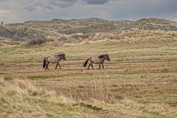 horses grazing in a field at Texel the Netherlands