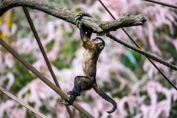 A capuchin monkey (Cebus apella) hanging from a branch